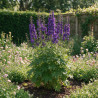 Pied-d'alouette King Arthur 20cm Godet 9cm - Delphinium