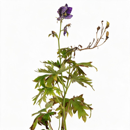 Pied-d'alouette King Arthur 20cm Godet 9cm - Delphinium
