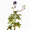 Pied-d'alouette King Arthur 20cm Godet 9cm - Delphinium