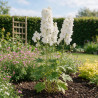 Pied-d'alouette Galahad 20cm Godet 9cm - Delphinium