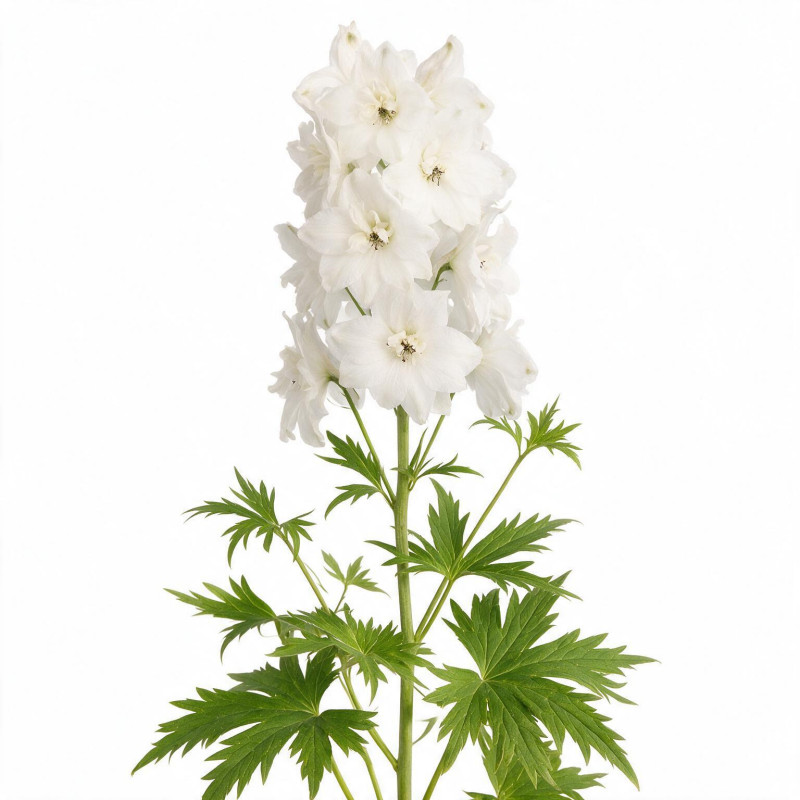 Pied-d'alouette Galahad 20cm Godet 9cm - Delphinium