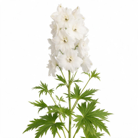 Pied-d'alouette Galahad 20cm Godet 9cm - Delphinium