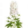 Pied-d'alouette Galahad 20cm Godet 9cm - Delphinium