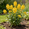 Tritoma Mango Popsicle 20cm Godet 9cm - Kniphofia