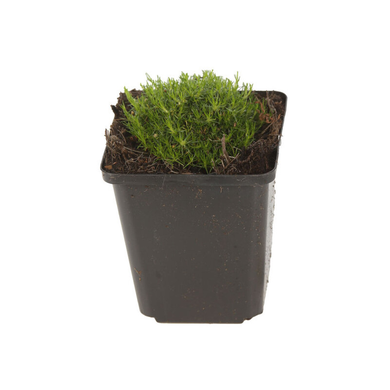 Sagine subulata 20cm Godet 9cm - Sagina