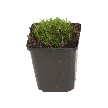 Sagine subulata 20cm Godet 9cm - Sagina