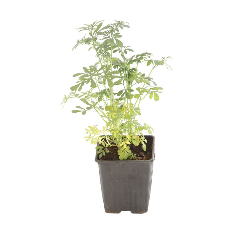 Rue graveolens 20cm Godet 9cm - Ruta