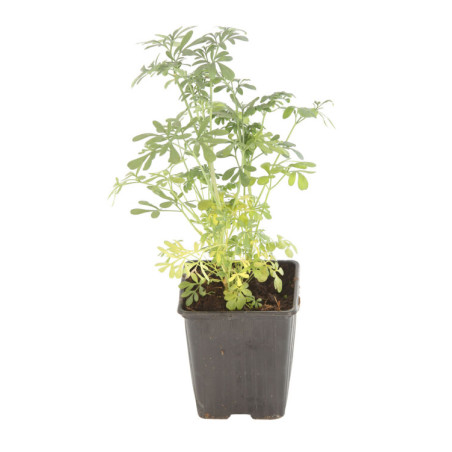 Rue graveolens 20cm Godet 9cm - Ruta