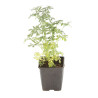 Rue graveolens 20cm Godet 9cm - Ruta
