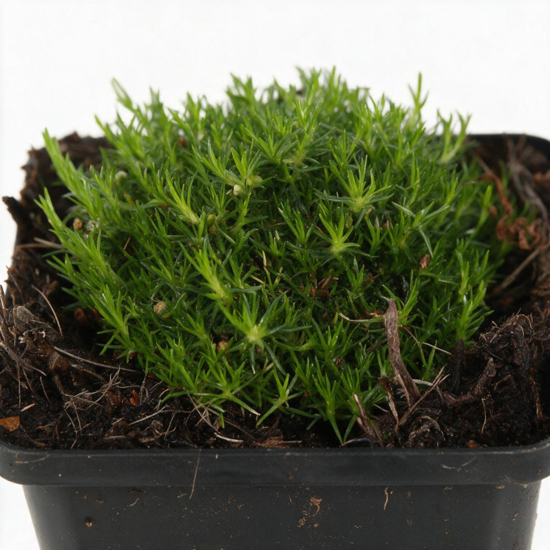 Sagine subulata 20cm Godet 9cm - Sagina
