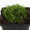 Sagine subulata 20cm Godet 9cm - Sagina