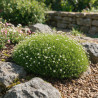 Sagine subulata 20cm Godet 9cm - Sagina
