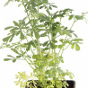 Rue graveolens 20cm Godet 9cm - Ruta