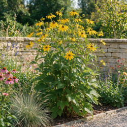 Rudbeckia nitida Herbstsonne 20cm Godet 9cm - Rudbeckia