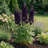 Pied-d'alouette Black Knight 20cm Godet 9cm - Delphinium