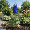 Pied-d'alouette Bellamosum 20cm Godet 9cm - Delphinium