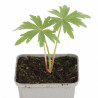 Pied-d'alouette Astolat 20cm Godet 9cm - Delphinium