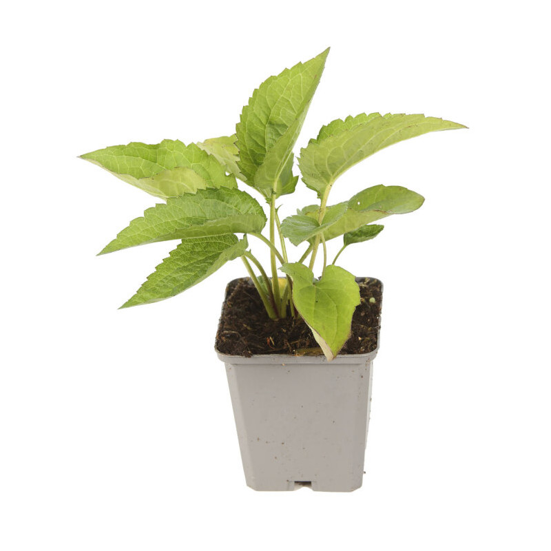 Rudbeckia fulgida Goldsturm 20cm Godet 9cm - Rudbeckia