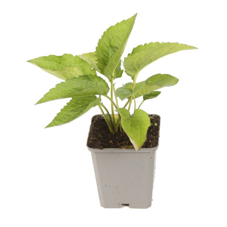 Rudbeckia fulgida Goldsturm 20cm Godet 9cm - Rudbeckia