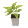 Rudbeckia fulgida Goldsturm 20cm Godet 9cm - Rudbeckia