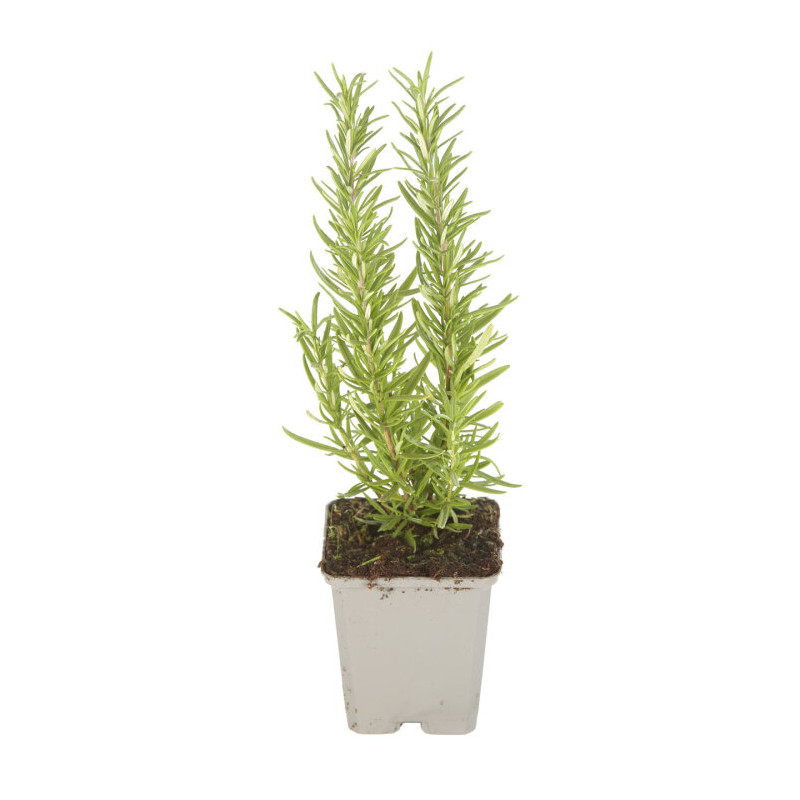Romarin officinalis 20cm Godet 9cm - Rosmarinus