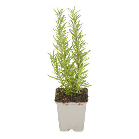 Romarin officinalis 20cm Godet 9cm - Rosmarinus