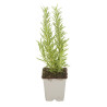 Romarin officinalis 20cm Godet 9cm - Rosmarinus