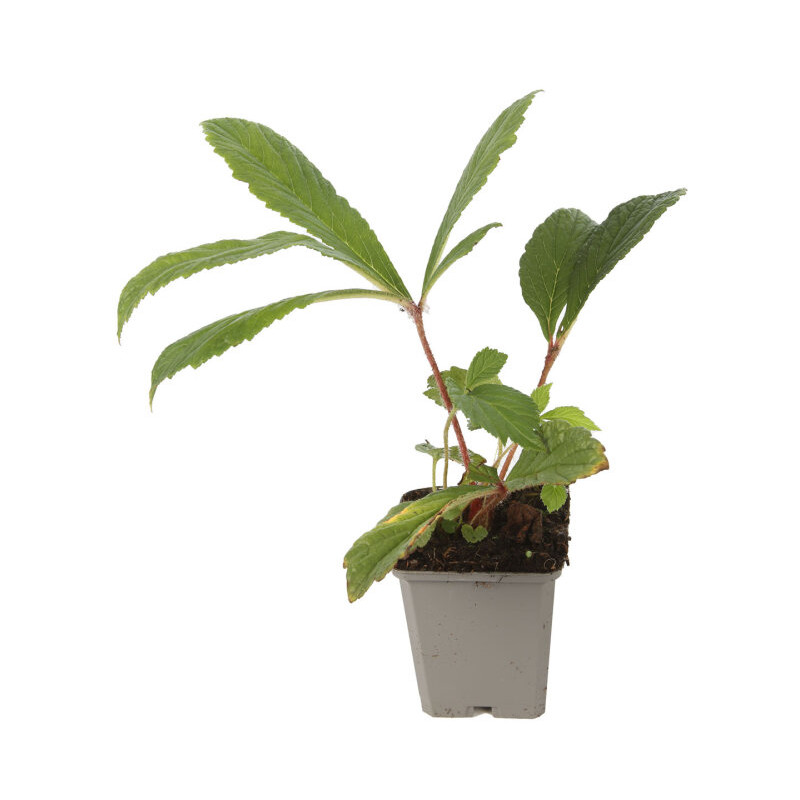 Rodgersia pinnata 20cm Godet 9cm - Rodgersia