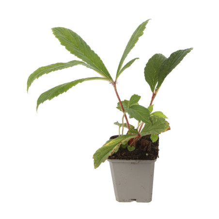 Rodgersia pinnata 20cm Godet 9cm - Rodgersia