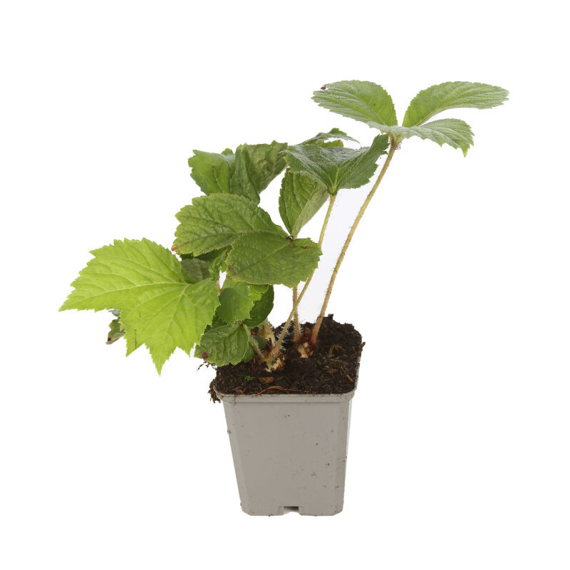 Rodgersia aesculifolia 20cm Godet 9cm - Rodgersia