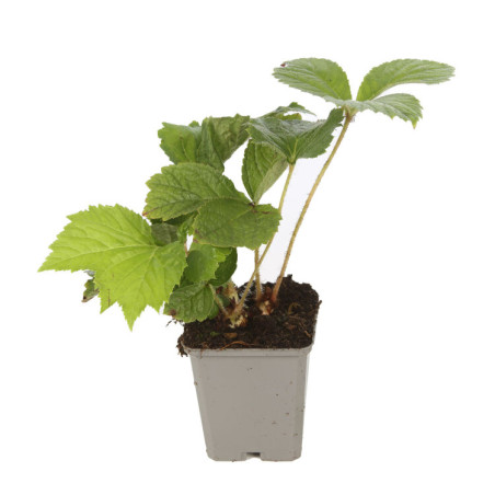 Rodgersia aesculifolia 20cm Godet 9cm - Rodgersia