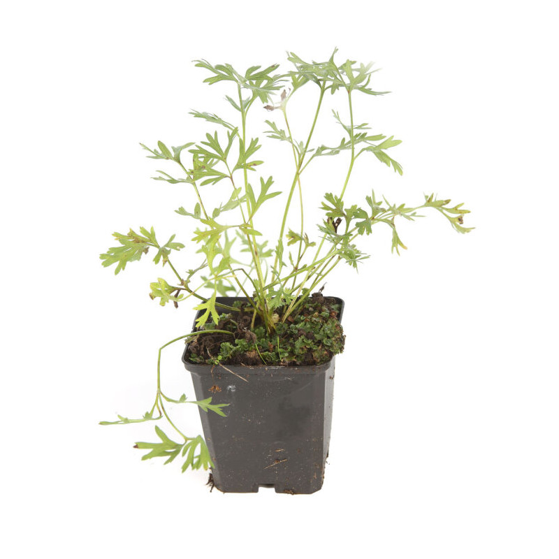 Pulsatille vulgaris 20cm Godet 9cm - Pulsatilla