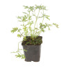 Pulsatille vulgaris 20cm Godet 9cm - Pulsatilla