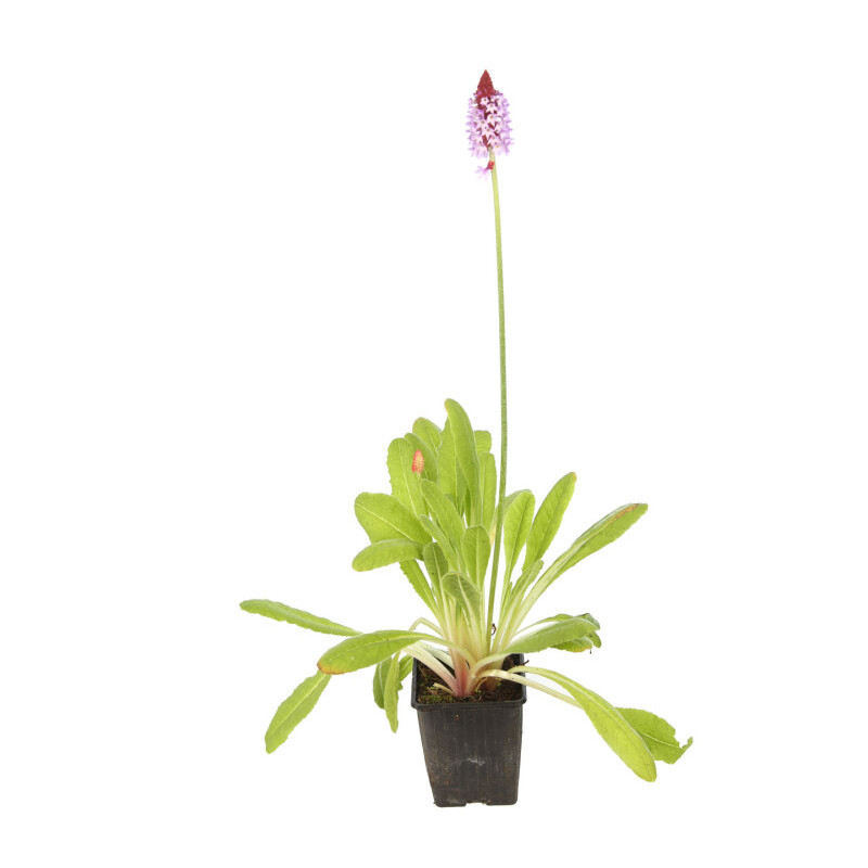 Primevère vialii 20cm Godet 9cm - Primula