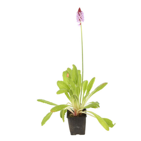 Primevère vialii 20cm Godet 9cm - Primula