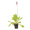 Primevère vialii 20cm Godet 9cm - Primula