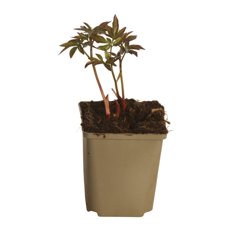 Pivoine Sarah Bernhardt 30cm Pot 1L - Paeonia