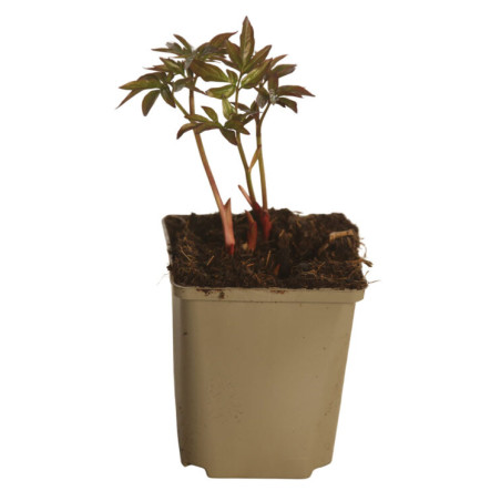 Pivoine Sarah Bernhardt 30cm Pot 1L - Paeonia