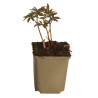 Pivoine Sarah Bernhardt 30cm Pot 1L - Paeonia