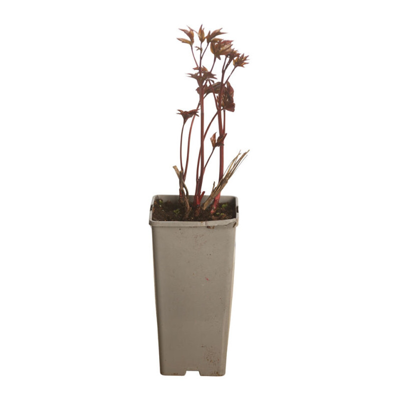 Pivoine Karl Rosenfield 30cm Pot 1L - Paeonia