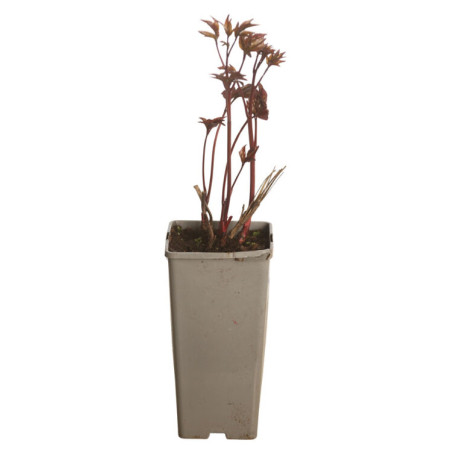 Pivoine Karl Rosenfield 30cm Pot 1L - Paeonia