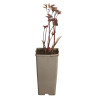 Pivoine Karl Rosenfield 30cm Pot 1L - Paeonia