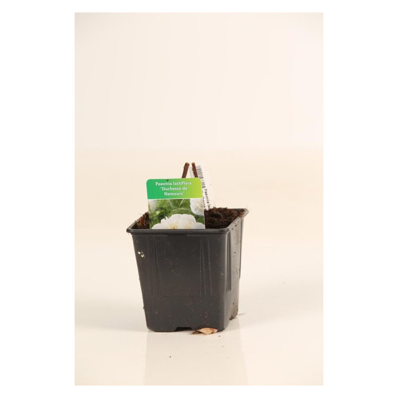 Pivoine Duchesse De Nemours 30cm Pot 1L - Paeonia