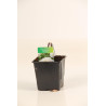 Pivoine Duchesse De Nemours 30cm Pot 1L - Paeonia