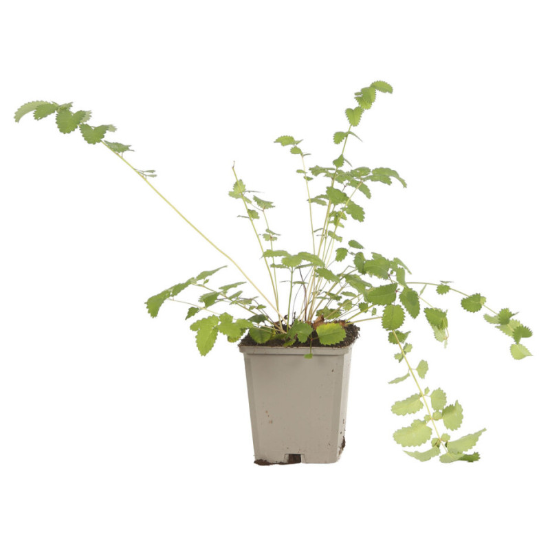 Pimprenelle officinalis Tanna 20cm Godet 9cm - Sanguisorba