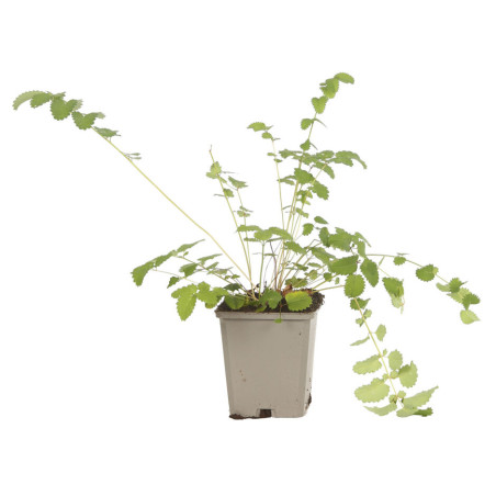Pimprenelle officinalis Tanna 20cm Godet 9cm - Sanguisorba