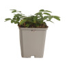 Pimprenelle officinalis Red Thunder 20cm Godet 9cm - Sanguisorba