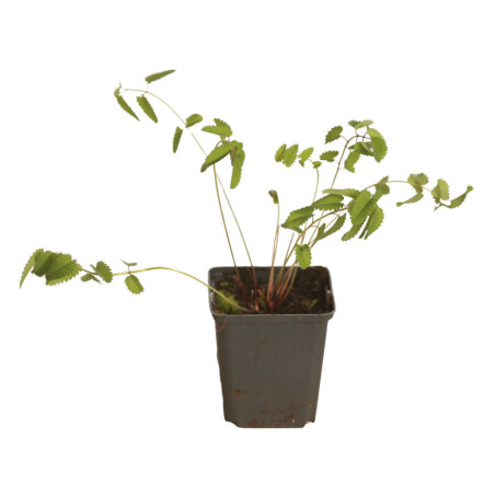 Pimprenelle officinalis 20cm Godet 9cm - Sanguisorba