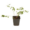 Pimprenelle officinalis 20cm Godet 9cm - Sanguisorba