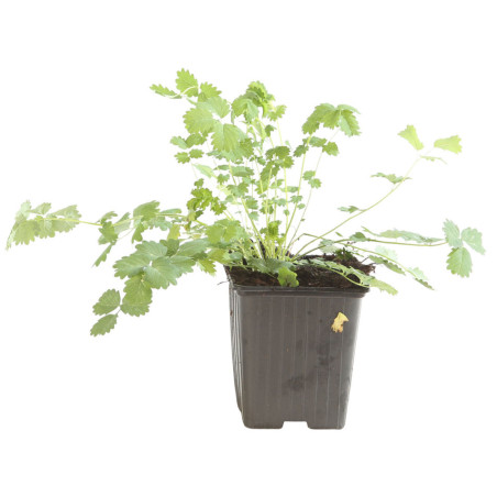 Pimprenelle minor 20cm Godet 9cm - Sanguisorba